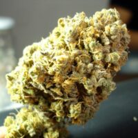 Channel + Feminised Seeds - 3