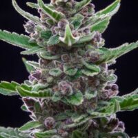 Tropicana Cookies Auto Feminised Seeds - 3