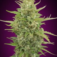 Super Skunk Auto Feminised Seeds - 3