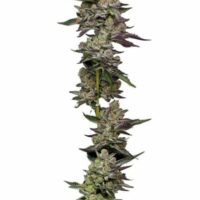 Poddy Mouth Feminised Seeds - 5