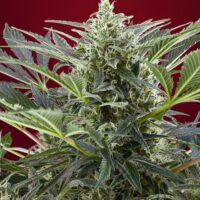 Cream 47 Feminised Seeds - 3