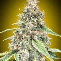 Lemon OG Auto Feminised Seeds - 3