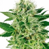 Northern Lights Feminised Seeds - 3