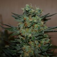 Baikal Express Feminised Seeds - 3