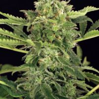 Mango Cream Auto Feminised Seeds - 3
