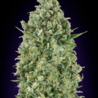 Critical Poison Feminised Seeds - 3