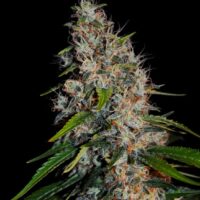 Zkittlez Auto Feminised Seeds - 3