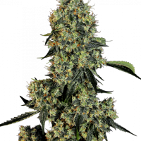 OG Kush Feminised Seeds - 3