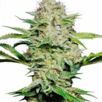Sensi Skunk Auto Feminised Seeds - 3