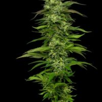 Dream Queen Auto Feminised Seeds - 3
