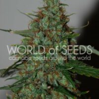 Wild Thailand Ryder Auto Feminised Seeds - 3