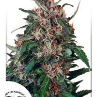 Holland's Hope Feminised Seeds - 10