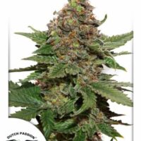 Strawberry Cough Feminised Seeds - 10