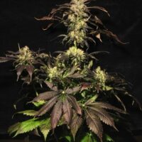 White Berry Feminised Seeds - 10