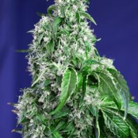 Big Devil F1 FAST Version Feminised Seeds - 3