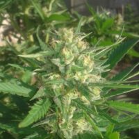 Sex Bud Feminised Seeds - 4