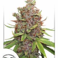 Glueberry O.G. Auto Feminised Seeds - 1
