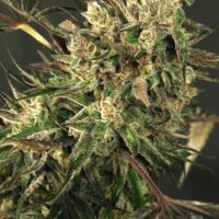 Exotic Colours Feminised Seeds - 3