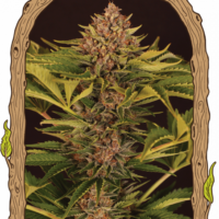 Strawberry Cola Auto Feminised Seeds - 3