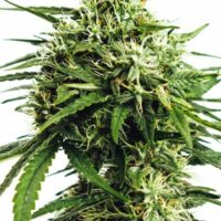 Vision Gorilla Auto Feminised Seeds - 10