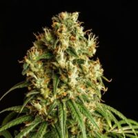 Mimosa Dream Feminised Seeds - 3