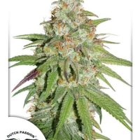 Glueberry O.G. Feminised Seeds - 1