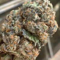 AK-47 Platinum Regular Seeds - 6