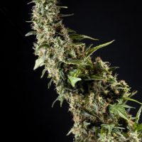 Orange Candy Feminised Seeds - 3