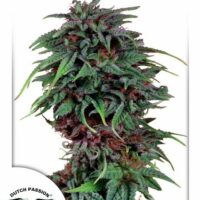 Durban Poison Feminised Seeds - 10