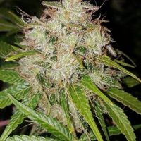 Deluxe Orange Feminised Seeds - 3