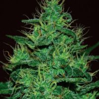 Amnesia Haze Auto Feminised Seeds - 3