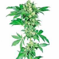 Afghani #1 Feminised Seeds - 3