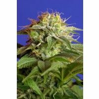 Green Poison F1 FAST Version Feminised Seeds - 3