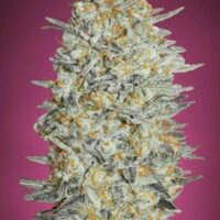 Gelato #33 Feminised Seeds - 1