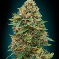 Skunk 47 Auto Feminised Seeds - 10