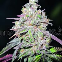 Mendocino Chanel Kush Feminised Seeds - 3