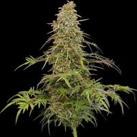Supafreak Feminised Seeds - 3