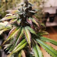 Gorilla Punch Auto Feminised Seeds - 3