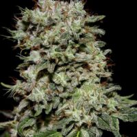 Kalashnikova Feminised Seeds - 5