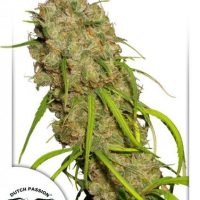 Desfran Feminised Seeds - 1