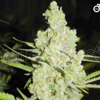 1024 Feminised Seeds - 3