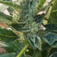 Banana Zkittlez Auto Feminised Seeds - 3