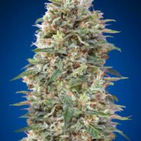 California Kush Feminised Seeds - 3