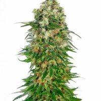 Shiva Skunk Auto Feminised Seeds - 3