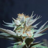 Vanilla Tart Regular Seeds - 5