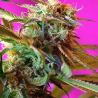 Wild Rose Feminised Seeds - 3