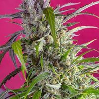 Crystal Candy Auto Feminised Seeds - 3