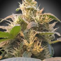 Energy CBD Feminised Seeds (CBDenergy‚Ñ¢) - 10