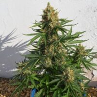 Lemon Haze Auto Feminised Seeds - 1