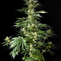 Diesel Tangie (formerly Heaven's Fruit) Feminised Seeds - 3